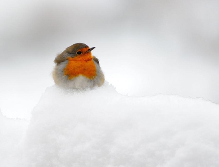 hard times - bird, winter, nature, cold, snow