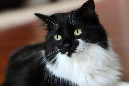 Black and white cat. - cute, nice, lovely, cat