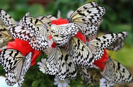 Bunch of Black and White Butterflies - pistils, insects, multicolor, antennas, scenery, blossom, scene, scenario, parks, flowers, widescreen, garden, black and white, woods, colors, petals, bouquet, natural, body, colours, white, nature, picture, wings, green, butterfly, shadows, background, bunch, wallpaper, animals, butterflies, desktop, leaves, forests, red, view, grove, branch, image, pc, black, cenario, twig, cena, multi-coloured, day, leaf