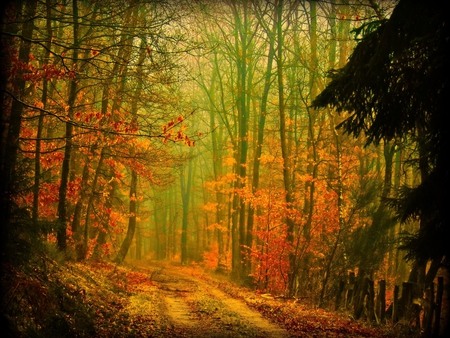 Mist Autumn - pc, hot, panorama, colorful, fire, amazing, evening, sunrays, paysage, land, trunks, branches, way, wallpaper, nature, woods, pink, beautiful, leaves, high definition, beauty, nice, trees, photography, image, path, black, mist, calm, green, desktop, landscapes, forests, shadows, magical, brilliant, paisage, hd, red, scenery, awesome, lightness, natural, early, dreams, carpet, magic, beije, widescreen, view, yellow, trail, cold, cool, sunny, roots, afternoon, golden, sunbeams, cena, multi-coloured, light, computer, scenario, pathway, maroon, dawn, photoshop, mystic, green orange, autumn, leaf, brown, multicolor, orange, scene, morning, paisagem, background, day, gold, picture, colours, cenario, grove, colors, photo