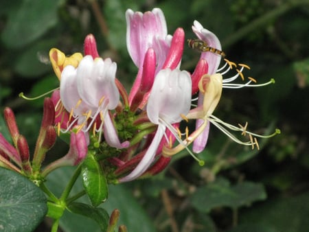 honeysuckle bloom - white, pink, honeysuckle, green, hover, fly, flower