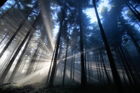 morning burst - sunlight, trees, photography, forest, light, dark, nature, rays, sun, sky