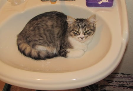 cat in the sink