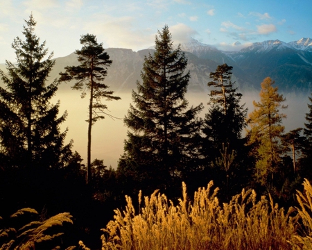 golden wheat - forest, field, photography, trees, nature