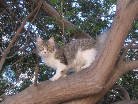 cat on the three - pets, nature, forest, park, three, cat, animals