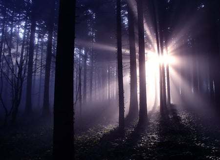 awake! - sunshine, forest, nature, photography