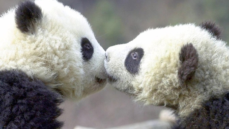 cute baby panda mates  - kissing, adorable, cute, animals