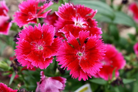 CHERRY RED DIANTHUS - cherry, flowers, pretty, red