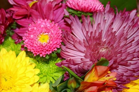 BEAUTIFUL MUMS - yellow, pink, purple, beautiful