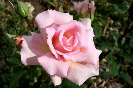 IN FULL BLOOM - beauty, rose, flower, pink