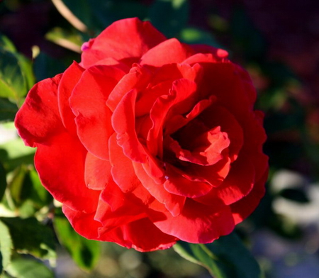 RED BEAUTY - beauty, pretty, rose, red