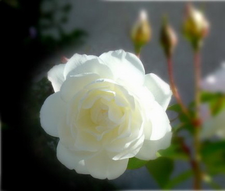 WHITE BEAUTY - white, flower, rose, pretty