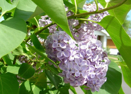 LILACS - purple, tree, flowers, pretty