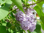 LILACS