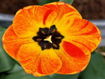 ORANGE FLAME TULIP