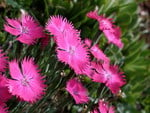 PINK DIANTHUS