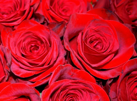 RED ROSES - beauty, pretty, roses, red