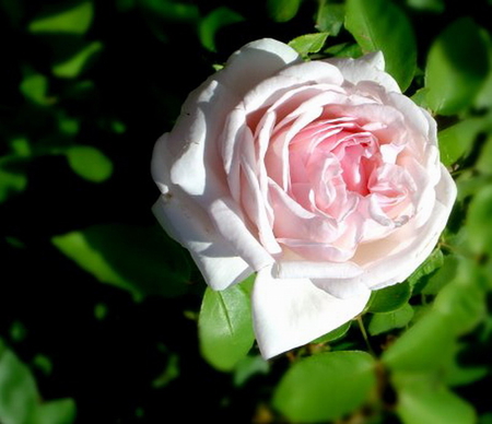 WILD PINK ROSE - pretty, rose, pink, wild