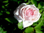 WILD PINK ROSE