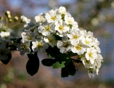 WHITE BLOSSOMS - flowers, white, blossoms, pretty