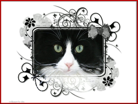 Black and White Beauty - flowers, tuxedo cat, kittens, mask, cats, black and white