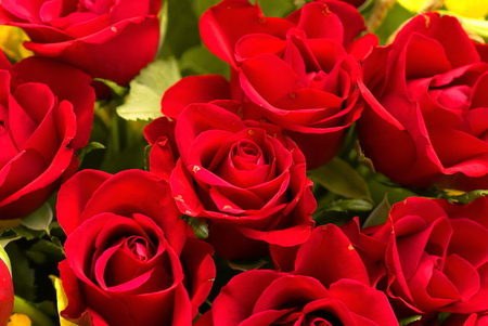 Red beauties for Charismatic - roses, petals, red, bunch, green