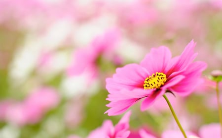 Pink Perfection - flower, bright, pink, beautiful, lovely, close up, daisy