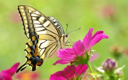 Precious.... - sitting, precious, butterfly, pink, wings, lovely, flower