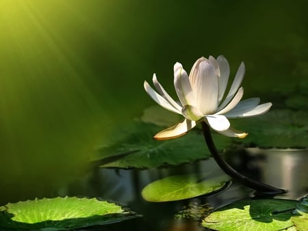 waterlilly - lilly, natura, water, green, flower