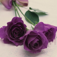 purple rose