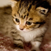 Kitty