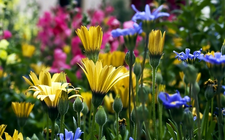 Daisies - daisies, bloom, cornflowers, blue