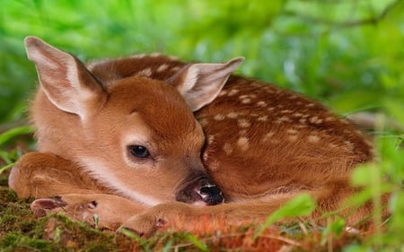 Deer - mother, smile, fawn, deer, little