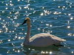 Beautiful Swan in a Sparkling Lake