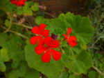 geranium