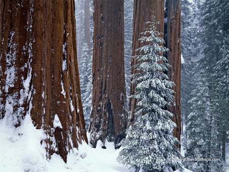 Sequoias - padure, frig, urias, arbori