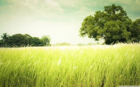 summer field - hot, peaceful, summer, field, wind, cloud, green, tree, grass