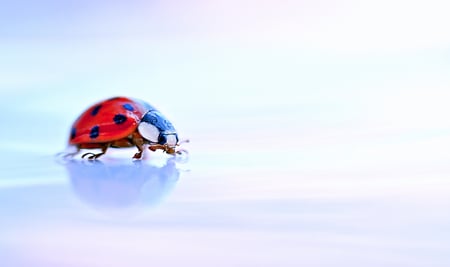 A morning stroll - morning, sweety, ladybug, macro