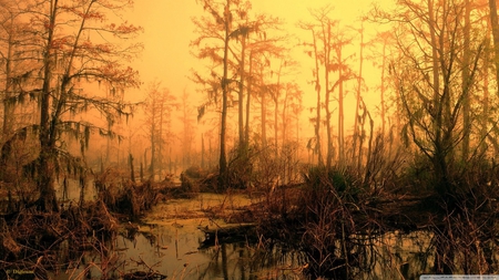 orange view - nature, fog, orange, sunset, grass