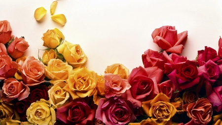 For my love - roses, flowers, beauty, nature