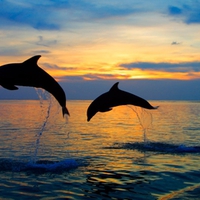 pair of dolphins