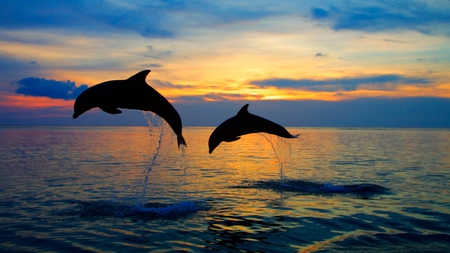 pair of dolphins - fish, nature, beauty, animals