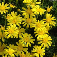 BEAUTIFUL YELLOW DAISIES