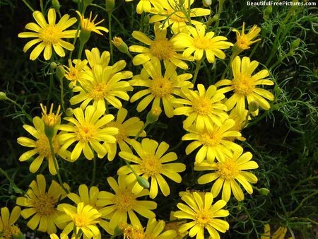 BEAUTIFUL YELLOW DAISIES - flowers, daisies, yellow, pretty