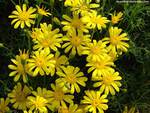 BEAUTIFUL YELLOW DAISIES