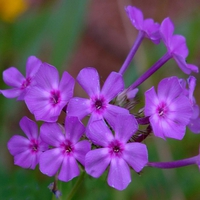 Purple Flower Cluster