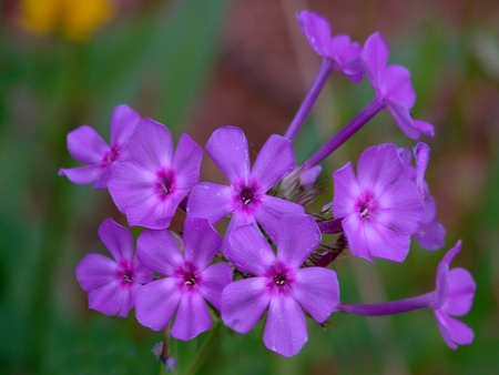 Purple Flower Cluster - nature, purple, flower, cluster