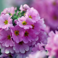 Beautiful Pink Little Flower