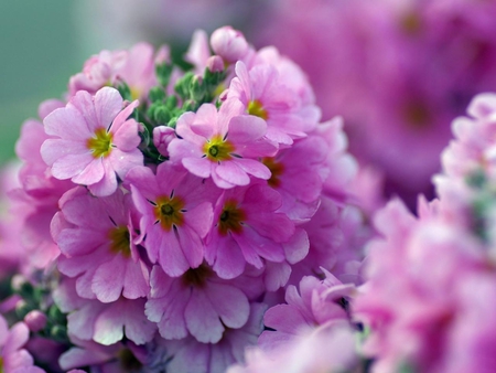 Beautiful Pink Little Flower - nature, pink, beautiful, flower, little