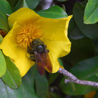 YELLOW FLOWER WITH BEE